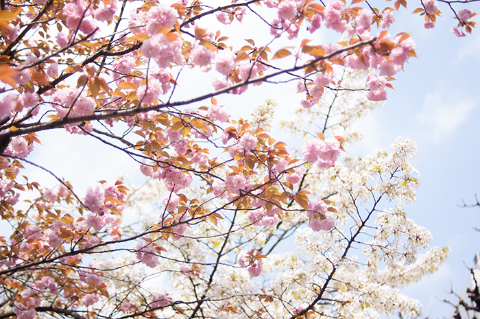 御徒町公園の八重桜　2014年