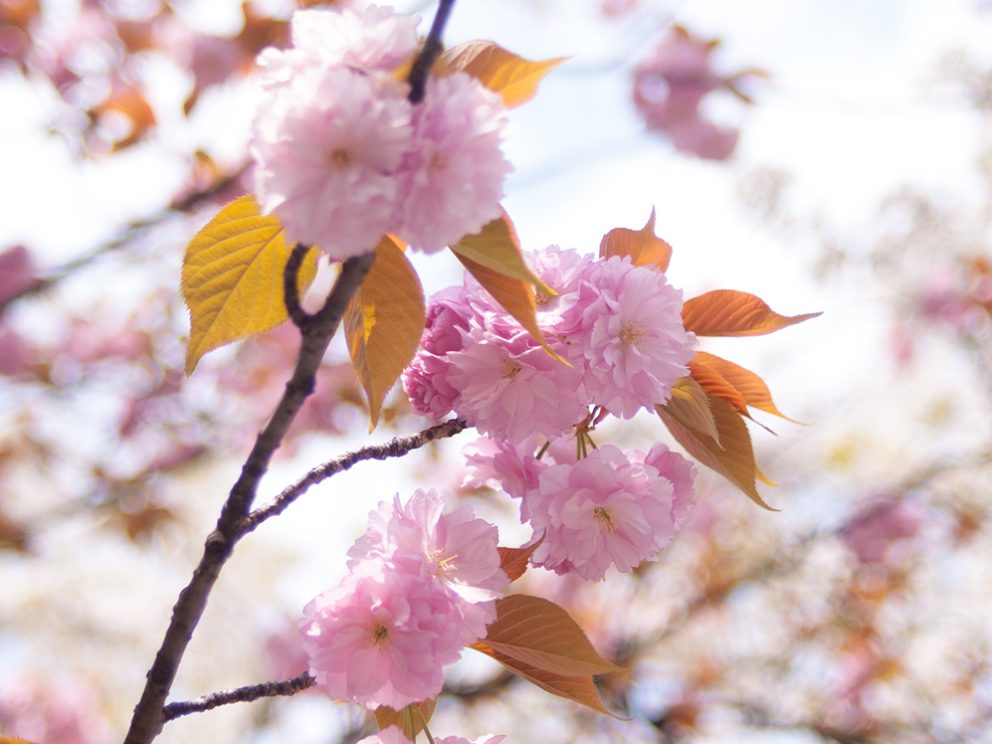 2014年　御徒町公園の八重桜