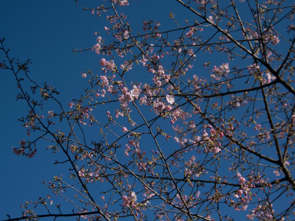 2017年立春　御徒町公園の早咲きの桜が花を付けました